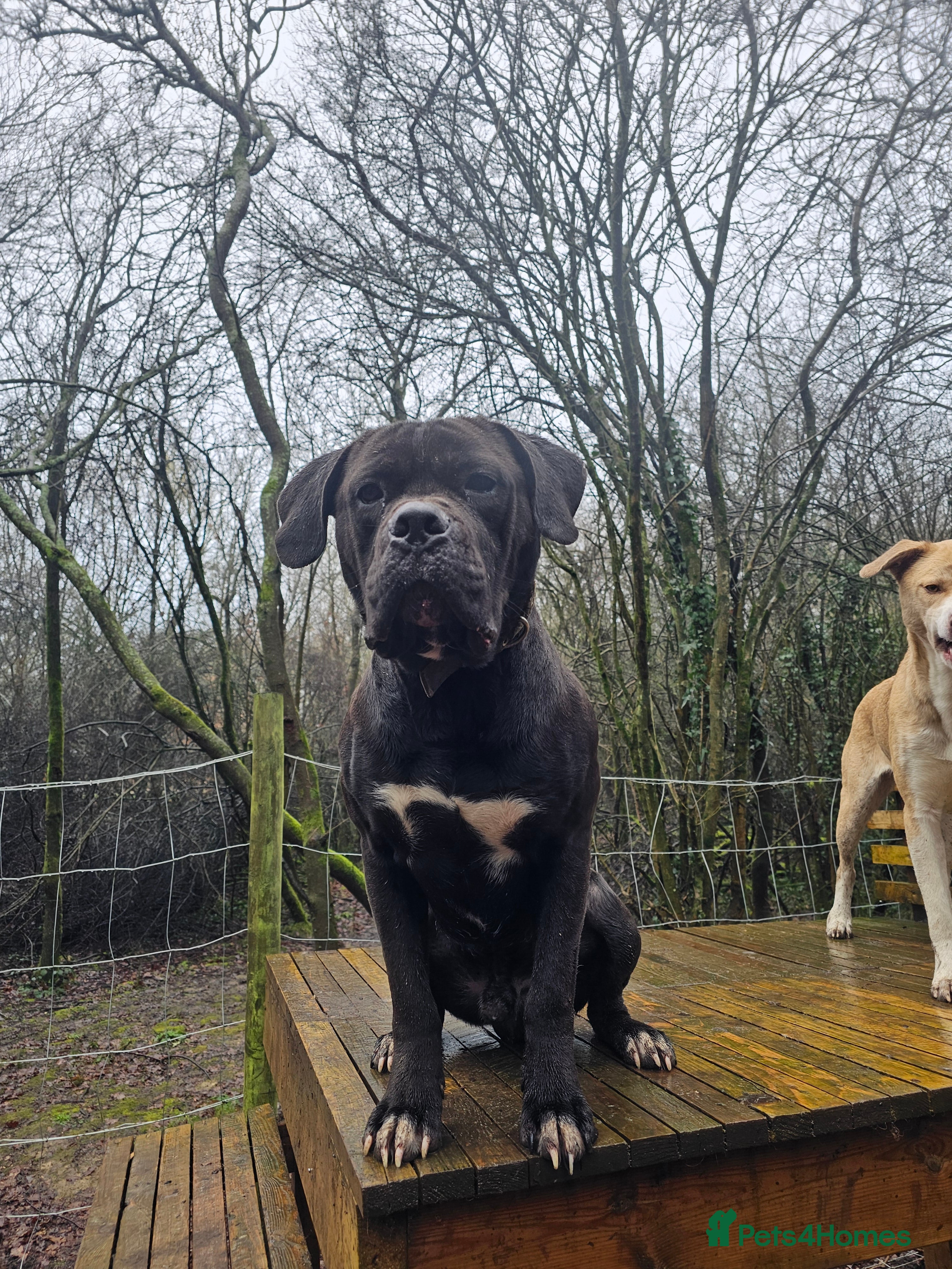 Mixed Breed dogs A Gentle Giant Looking for His Forever Home - Advert 2