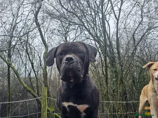 Mixed Breed dogs A Gentle Giant Looking for His Forever Home - Advert 2