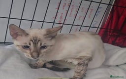 Bengal cats for sale: Bengal boy seeking cat only home  - Image 2