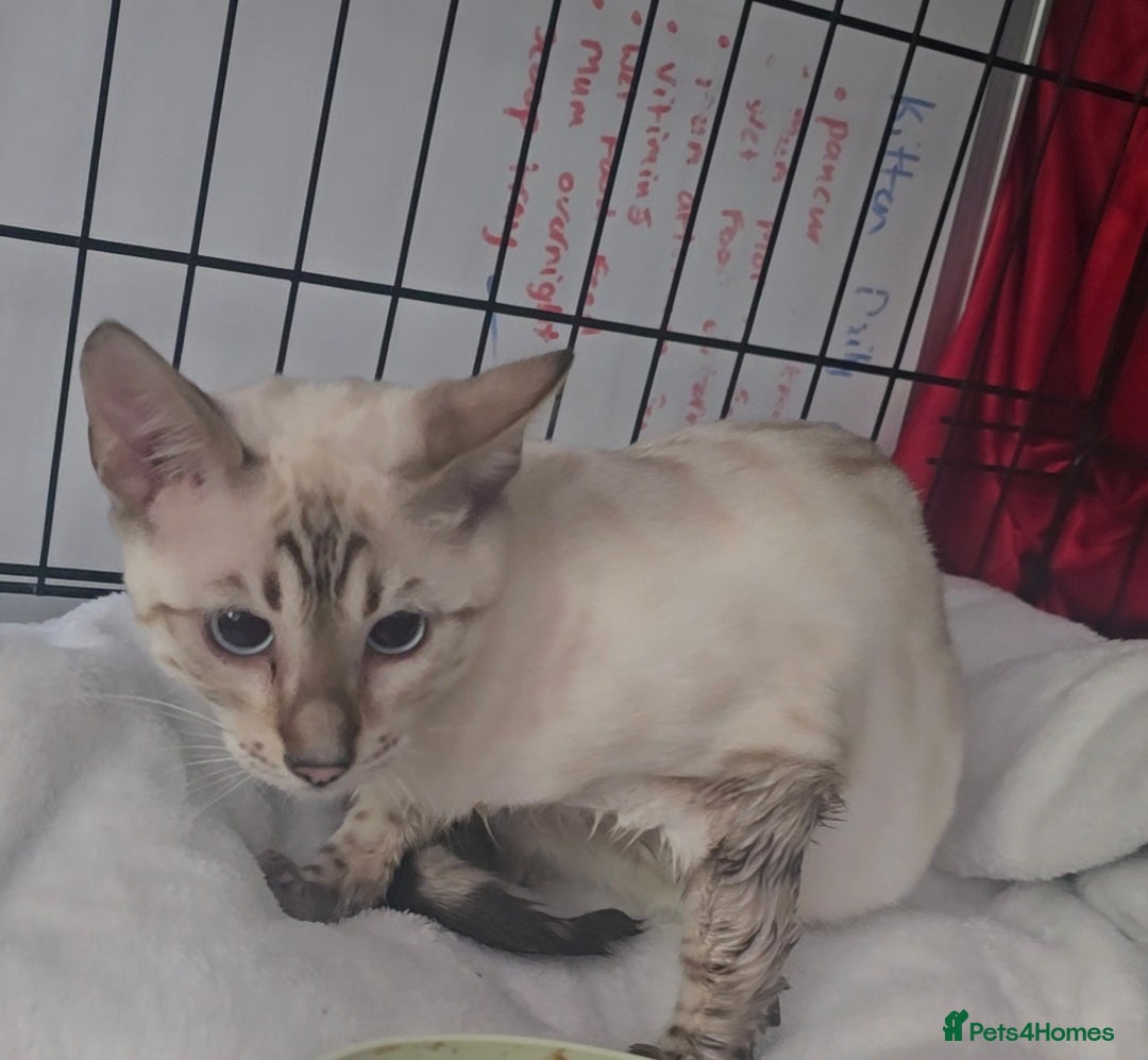 Bengal cats for sale: Bengal boy seeking cat only home  - Image 2
