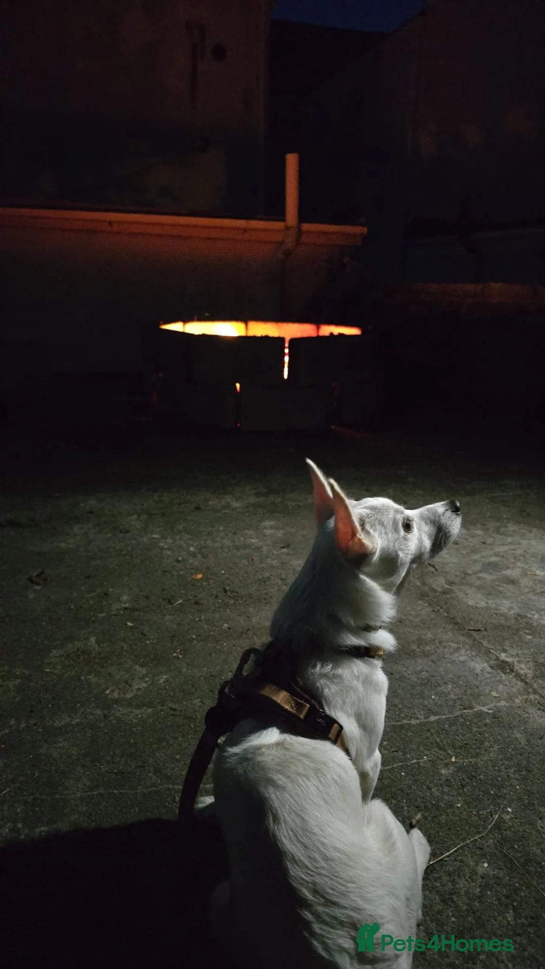 Mixed Breed dogs for sale: Damaranian in Swansea - Advert 2