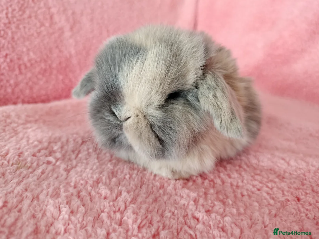 Mini Lop rabbits for sale: Baby mini lops for sale  - Advert 7