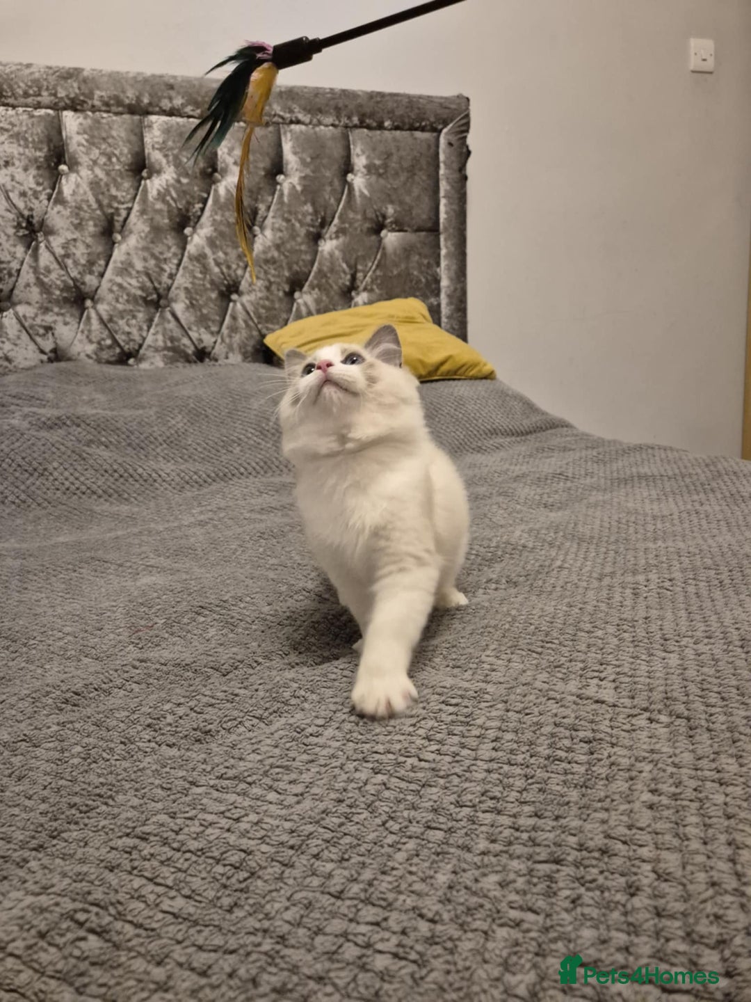 Ragdoll cats for sale: 1 Male Tica Registered Available. Ready Now - Advert 17