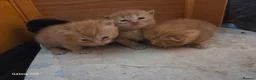 Mixed Breed cats for sale: 3 ginger kittens - Advert 11