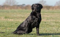 Labrador Retriever dogs for sale: working male black lab puppies  - Image 3
