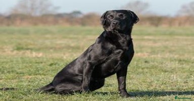 Labrador Retriever dogs - Advert 3