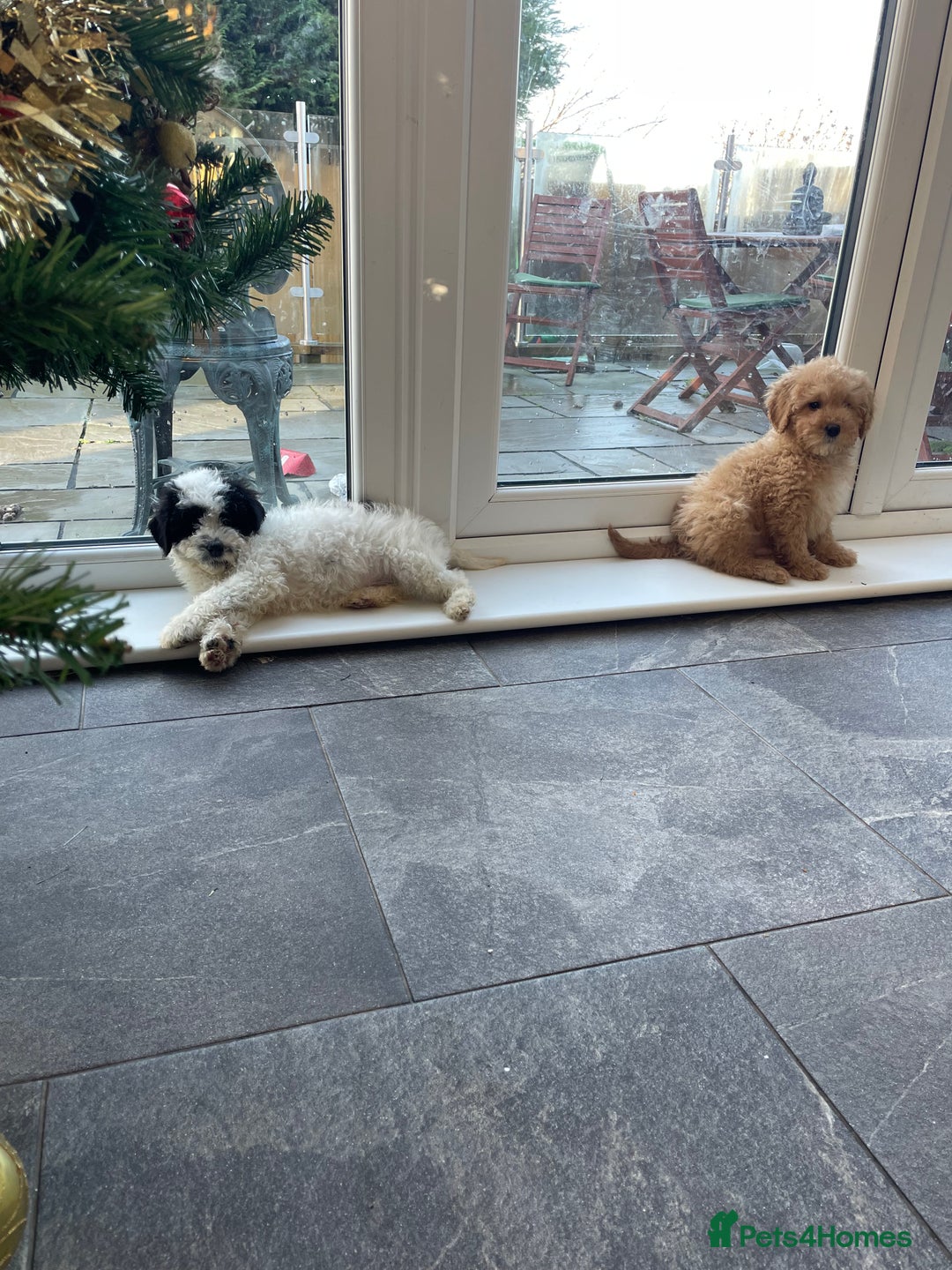 Mixed Breed dogs for sale: 🌟🌟Stunning Australian Cavapoo Puppies 🩷💙 m - Advert 12