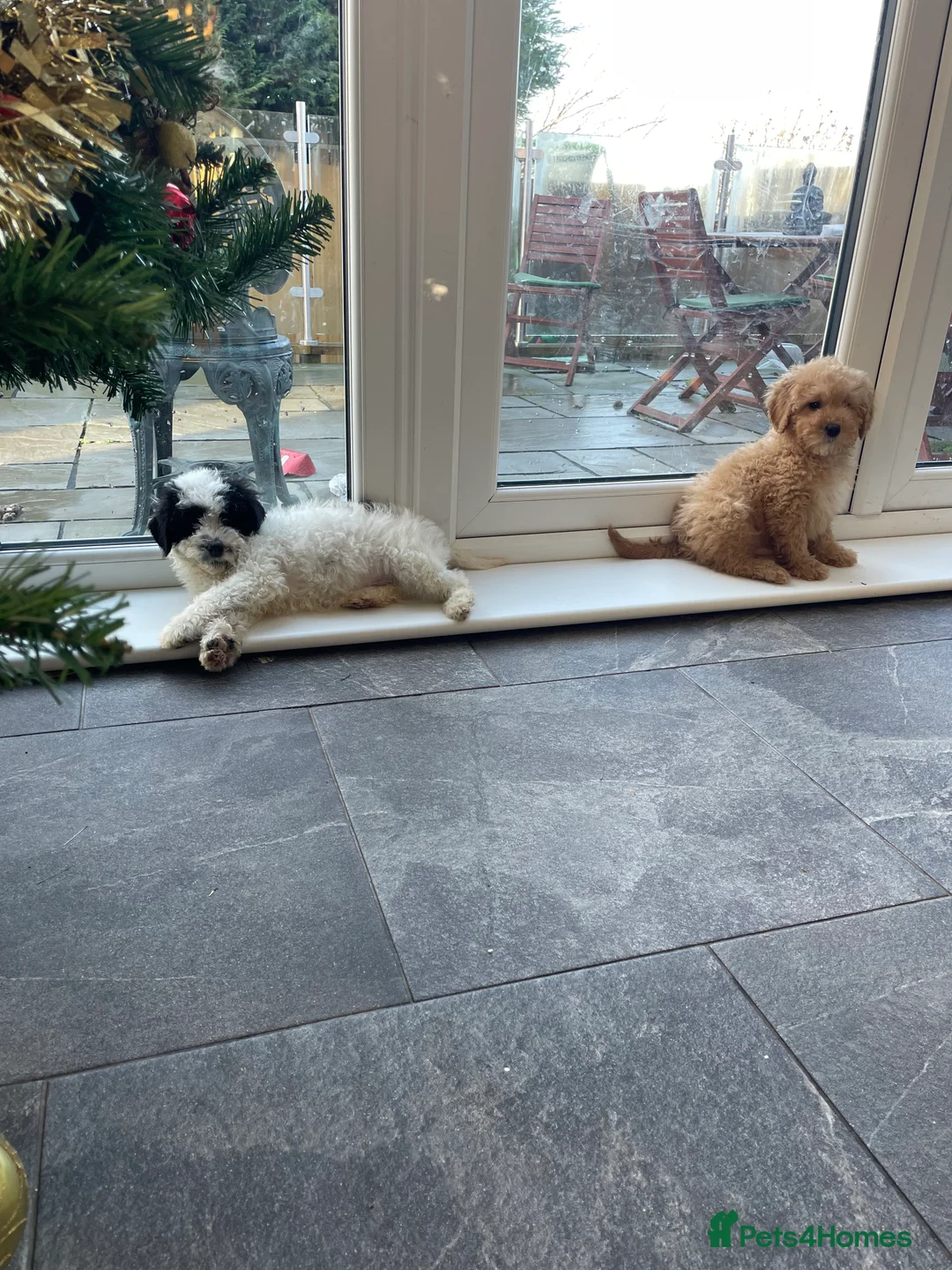 Mixed Breed dogs for sale: 🌟🌟Stunning Australian Cavapoo Puppies 🩷💙 m - Advert 7