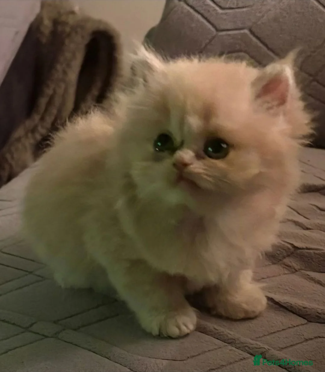 Persian cats for sale: Gorgeous persian kittens - Advert 2