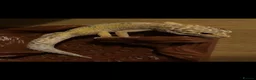 Leopard Gecko reptiles for sale: Leopard Gecko female  in Northwich - Advert 4