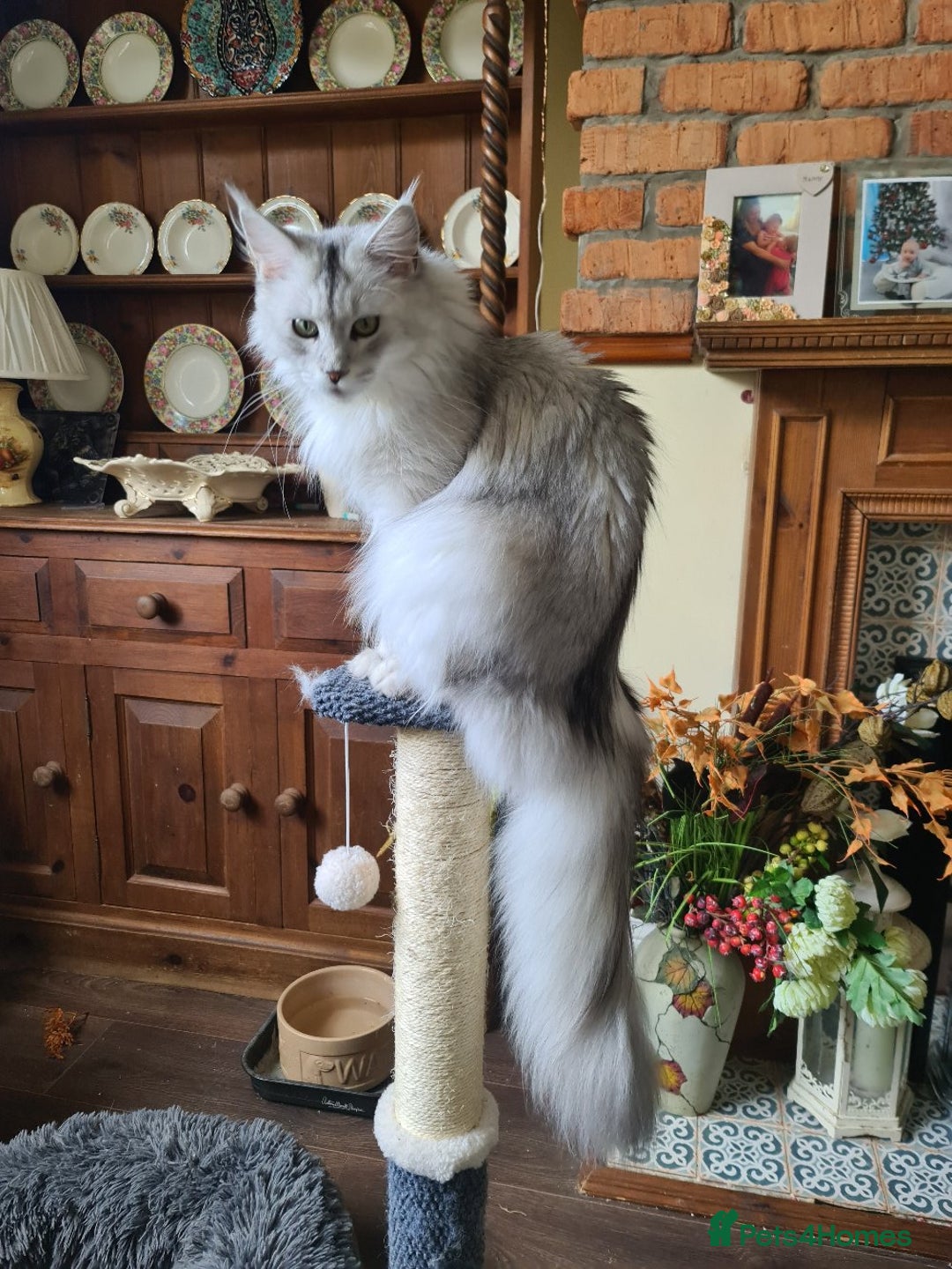 Maine Coon cats for sale: 2 MaineCoon boys - Image 23