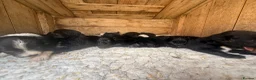 Mixed Breed dogs for sale: Aussie x Cocker Puppies “Auckers” - Advert 4