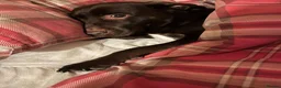 Labrador Retriever dogs for sale: Her name is skye - Advert 4