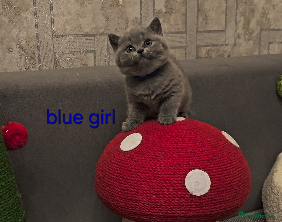 British Shorthair cats for sale: British Shorthair kitten's, GCCF pedigree - Advert 21