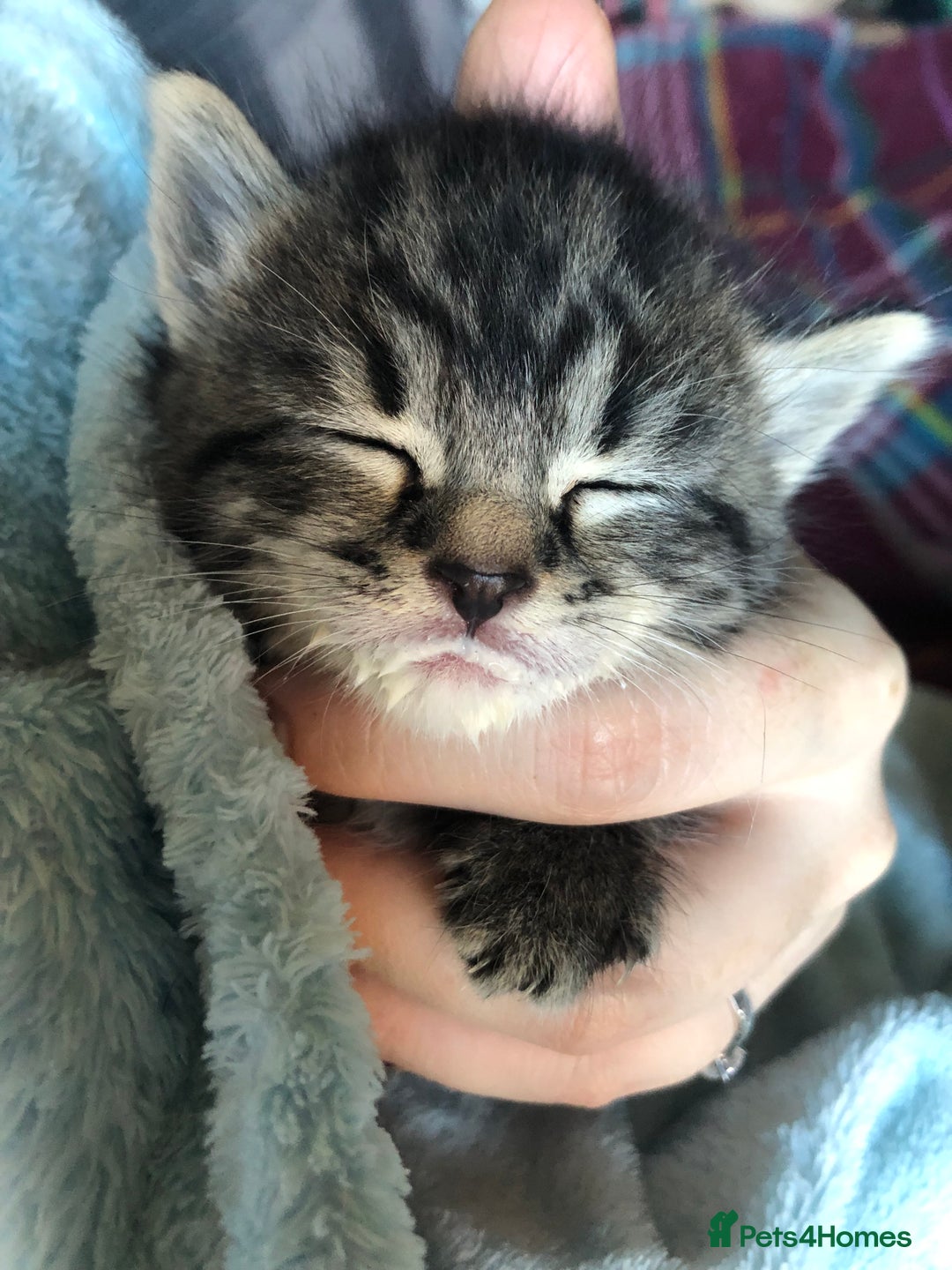 Mixed Breed cats for sale: 3 Beautiful Kittens - Advert 9