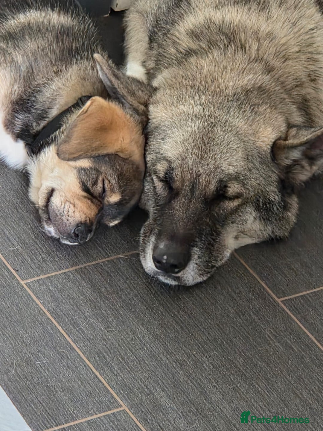 Mixed Breed dogs for sale: 5 month old Rottweiler x Japanese Akita puppy - Image 3