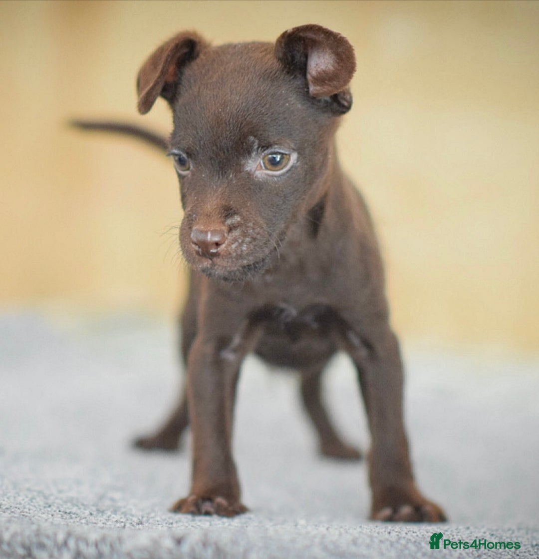 Patterdale Terrier dogs for sale: 5⭐️RATED LICENSED AND REGISTERED  - Advert 4