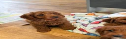 Cavapoo dogs for sale: Extensively health tested F1 Toy Cavapoo Puppies - Advert 30