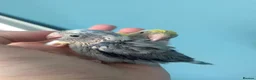 Parakeets birds for sale: Female hand tame parrotlet  - Advert 2