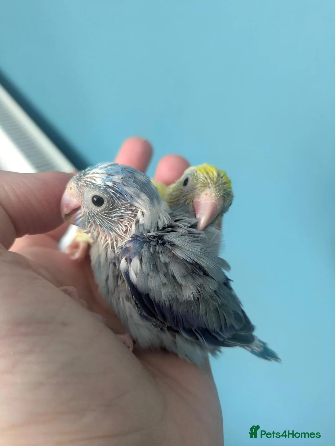 Parakeets birds for sale: Female hand tame parrotlet  - Advert 2