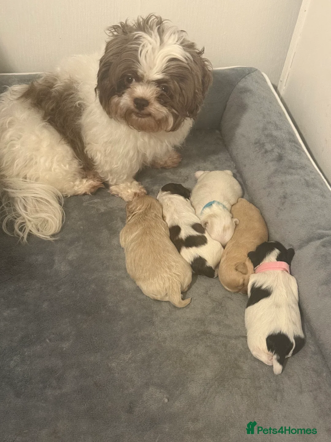 Shihpoo dogs for sale: 3x Shihpoo Male Puppies for sale - Advert 3