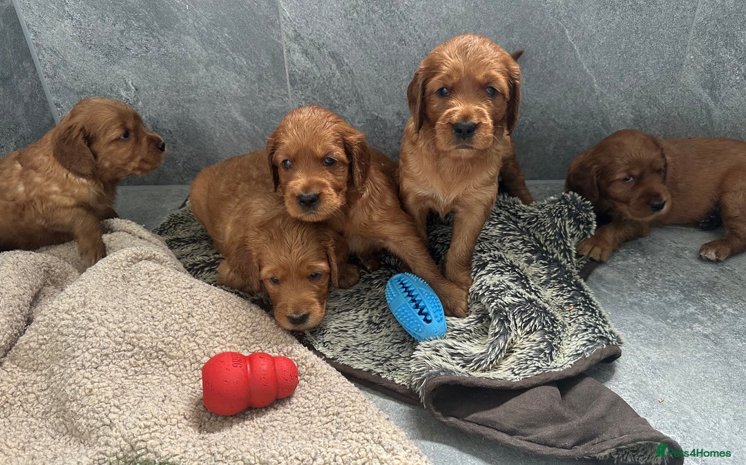 Irish Setter dogs for sale: Rare Golden Irish litter - Image 36