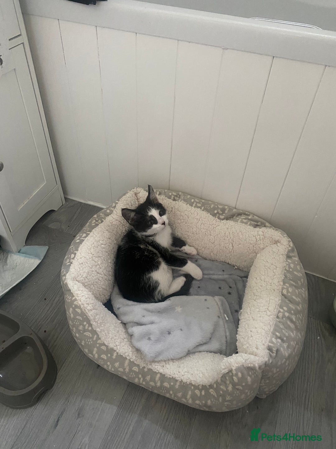 Domestic Shorthair cats for sale: 4/5 month kitten  - Advert 5