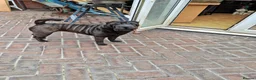Shar Pei dogs for sale: Sharpei female - 3 years old - Advert 1