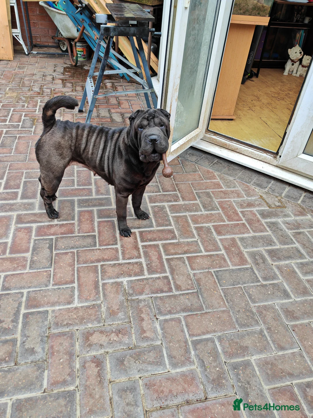 Shar Pei dogs for sale: Sharpei female - 3 years old - Advert 1