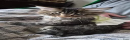 Maine Coon cats for sale: Maine Coon Boy - Advert 2