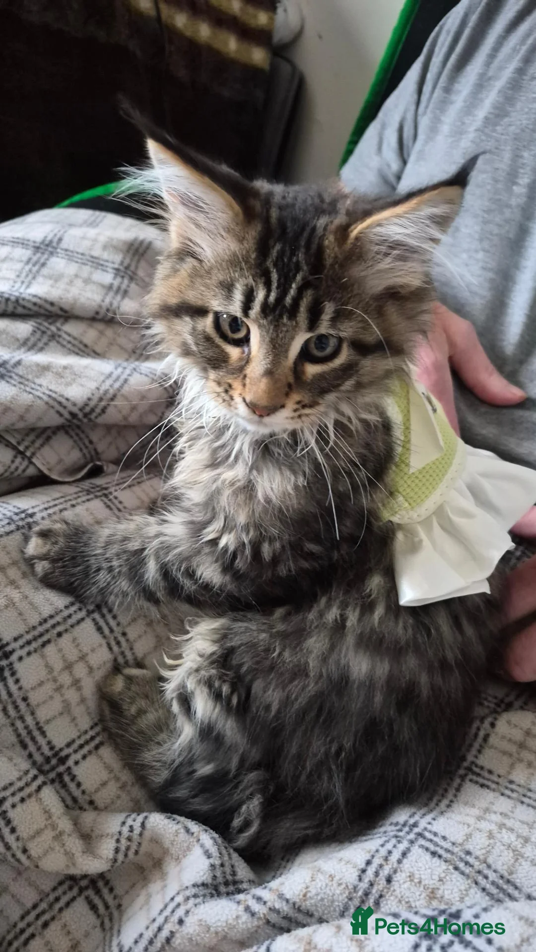 Maine Coon cats for sale: Maine Coon Boy - Advert 2