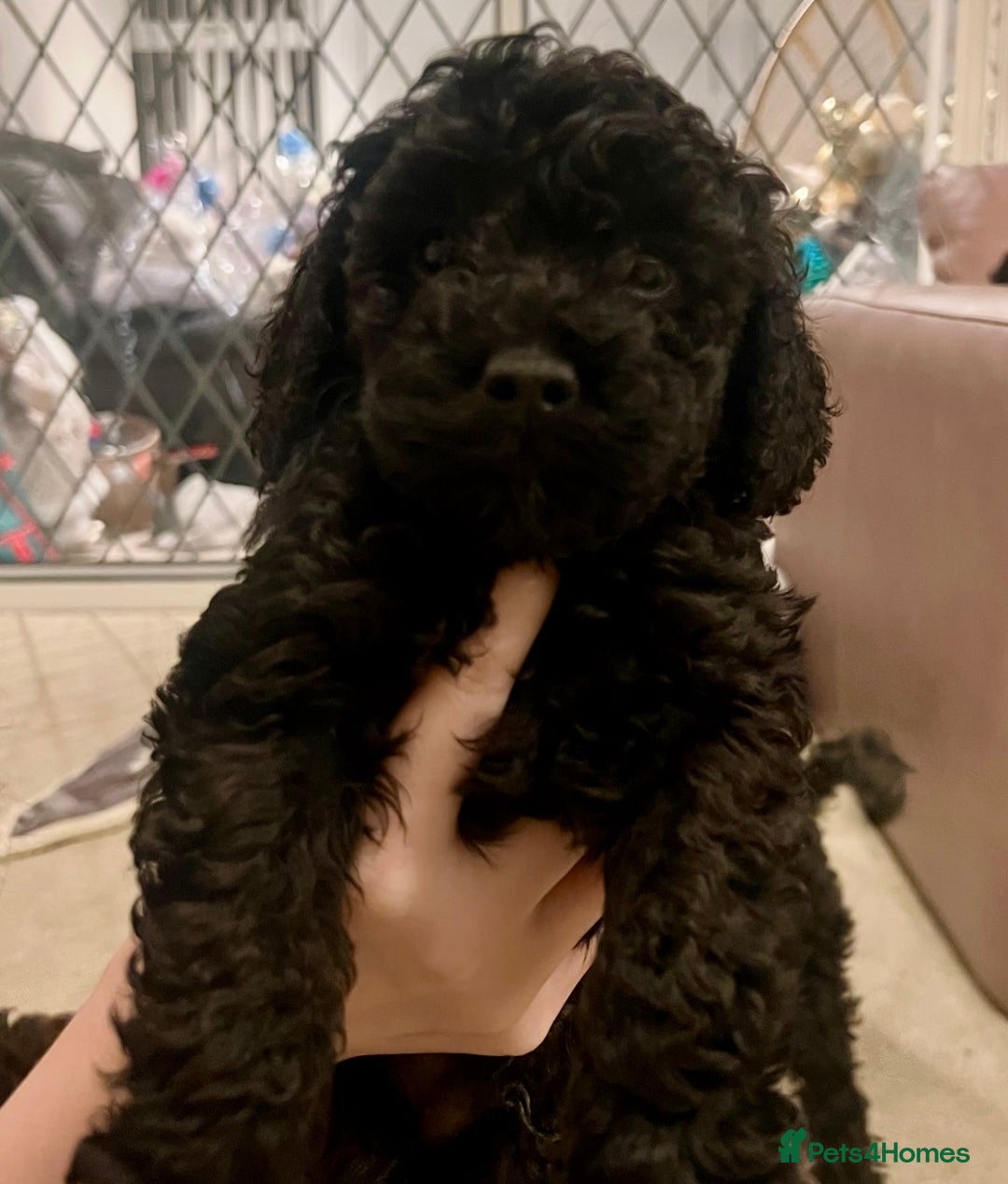Toy Poodle dogs for sale: One Kc phantom toy poodle left- ready now!  - Advert 13