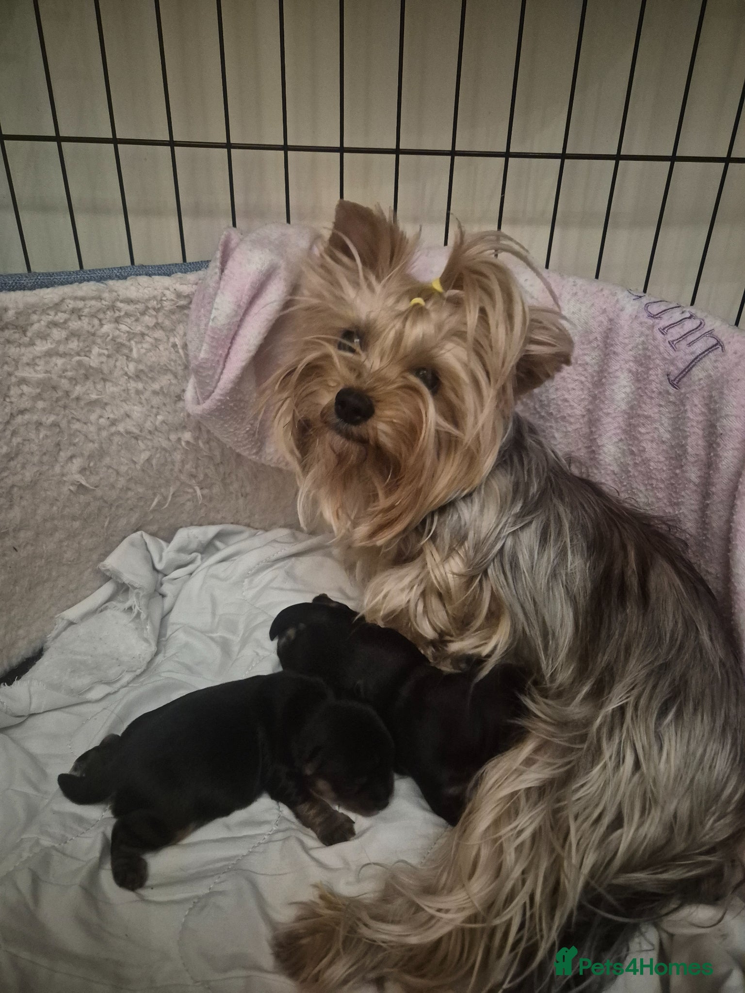 Yorkshire Terrier dogs KC Registered Yorkshire Terrier Puppies  - Advert 1