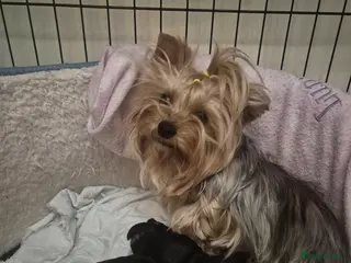 Yorkshire Terrier dogs KC Registered Yorkshire Terrier Puppies - Advert 1