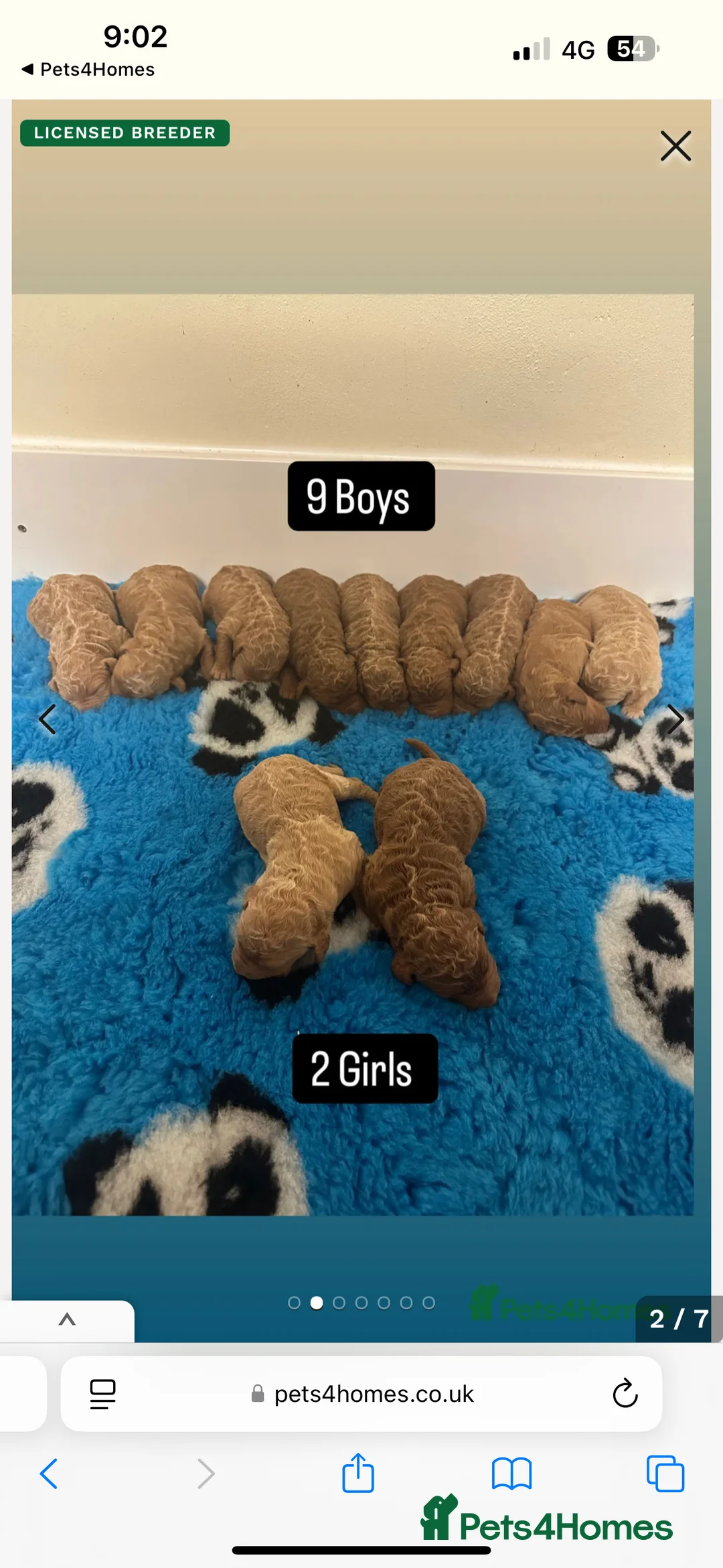Miniature Poodle dogs for stud: HALF SVK IMP MINIATURE POODLE 🧬270+ health checks in Pickering - Advert 8