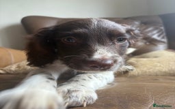 Sprocker dogs for sale: 3 beautiful sprocker pups left - Image 17