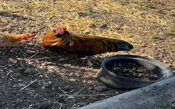 Chickens poultry for sale: 3 beautiful cockerels to rehome  - Image 4