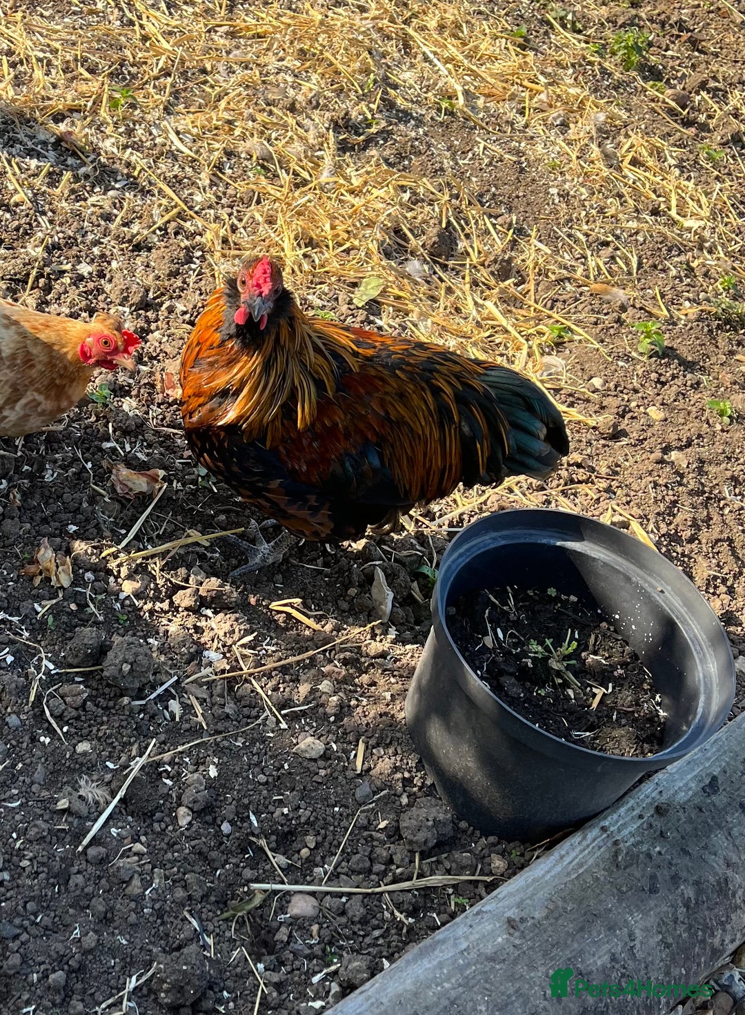 Chickens poultry for sale: 3 beautiful cockerels to rehome  - Image 4