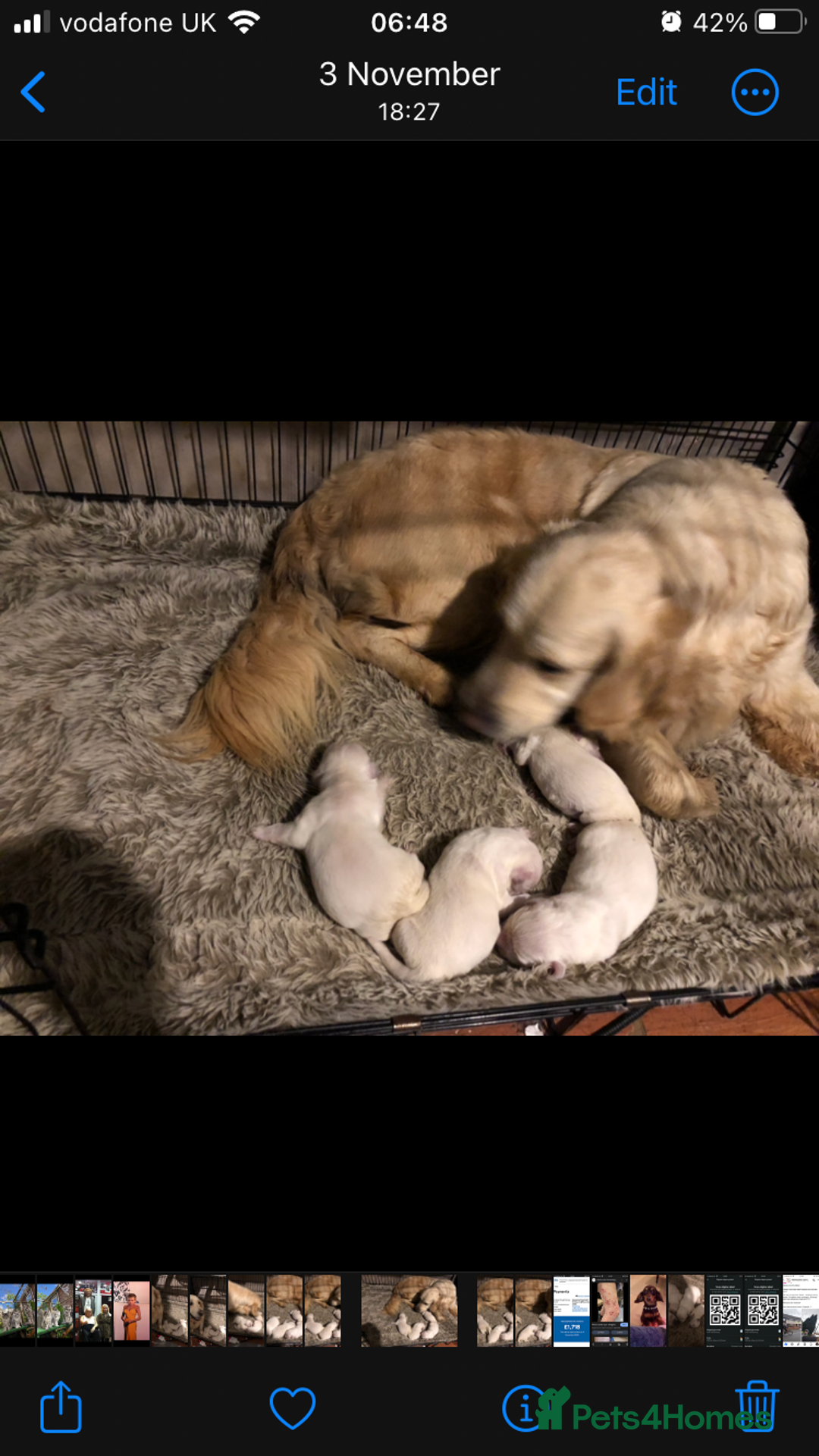 Golden Retriever dogs for sale: Show quality golden retriever puppies  - Advert 3