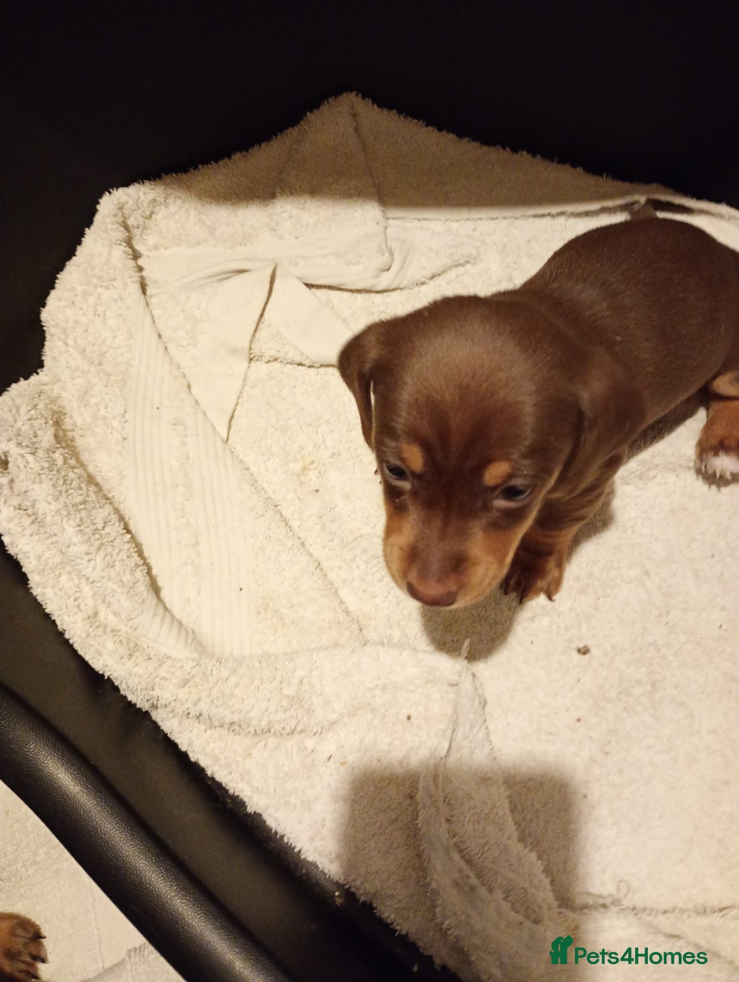 Dachshund dogs for sale: 7 long and short haired dachshunds for sale - Advert 8