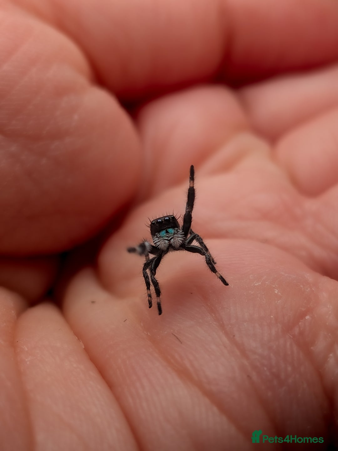 Spiders invertebrates for sale: i6 Phidippus Regius Bahamas male (randomly picked) - Image 4