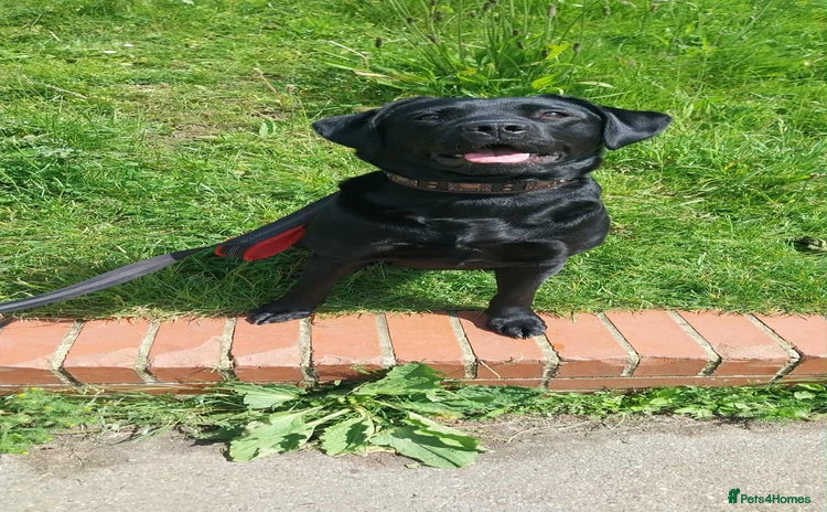 Labrador Retriever dogs - Advert 1