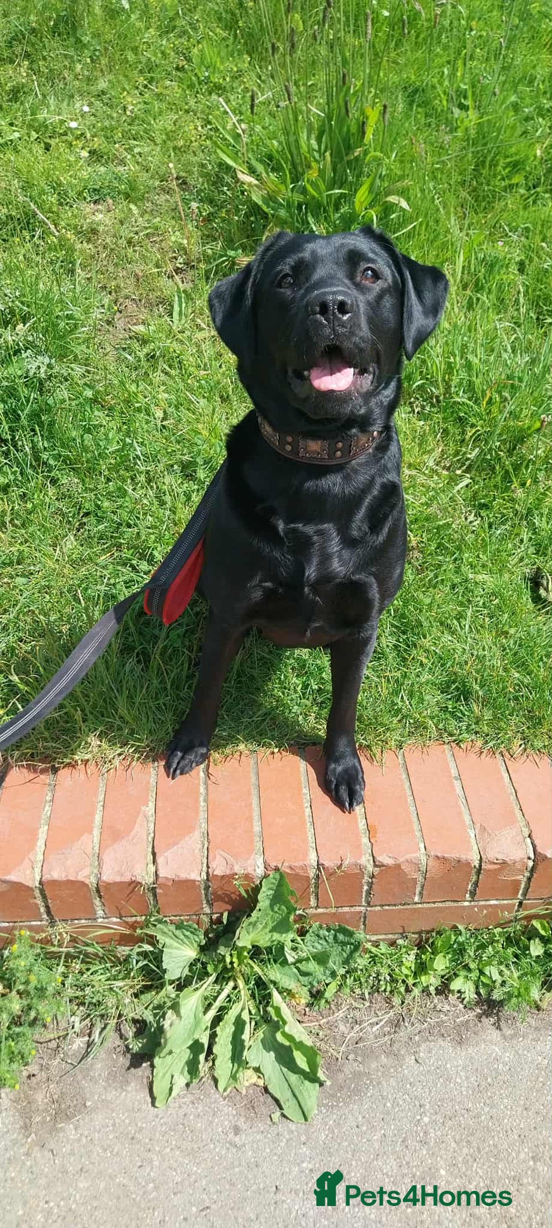 Labrador Retriever dogs for stud: Looking for a stud for my 3yr old lab - Image 1
