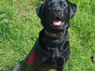 Labrador Retriever dogs - Advert 12