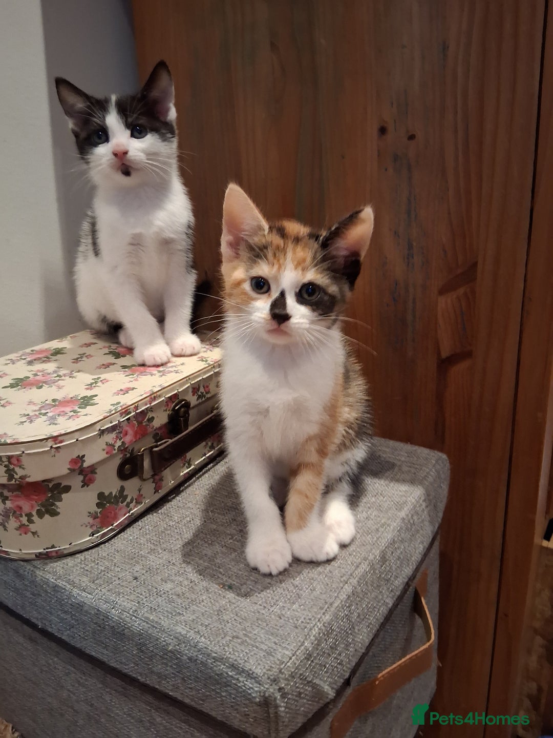 Domestic Shorthair cats for sale: 6 gorgeous mixed breed kittens - Advert 3