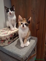 Domestic Shorthair cats 6 gorgeous mixed breed kittens - Advert 8