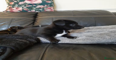 Patterjack dogs - Advert 16