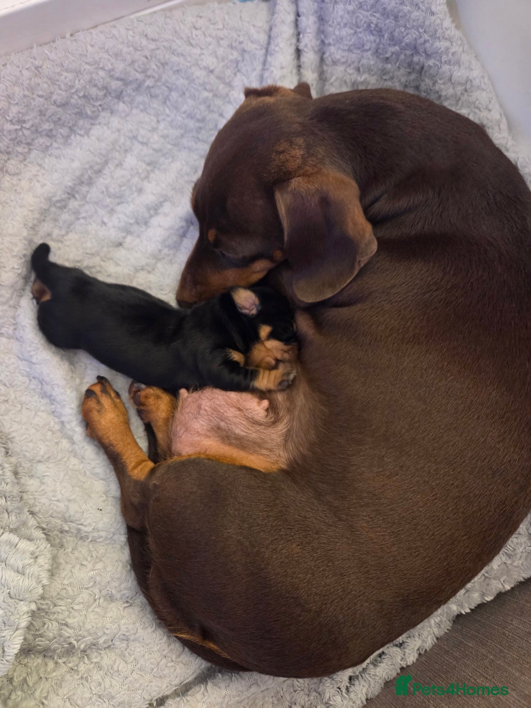 Miniature Dachshund dogs for sale: Miniature dachshund girl  - Advert 4