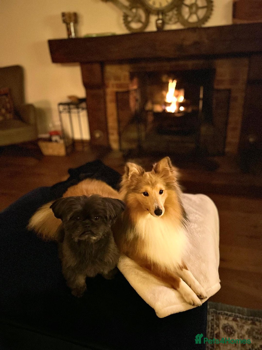 Shetland Sheepdog dogs for stud: Shetland Sheepdog for Stud - Image 4