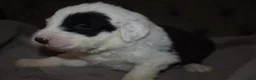 Old English Sheepdog dogs for sale: Stunning KC Registered Old English Sheepdog Pups - Advert 4